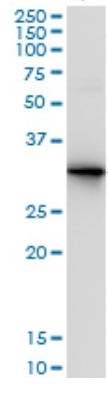 Human PDYN Monoclonal Antibody