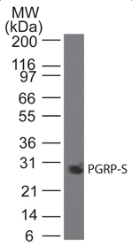 Human PGLYRP1 Monoclonal Antibody