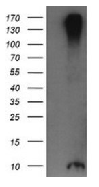 Human ROMO1 Monoclonal Antibody