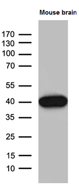 Human SEPTIN3 Monoclonal Antibody