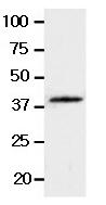 Human WNT3A Monoclonal Antibody