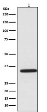 Human WNT2 Monoclonal Antibody