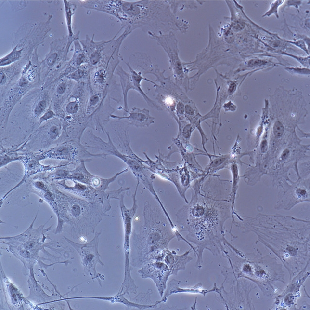 小鼠原代肾小管上皮细胞