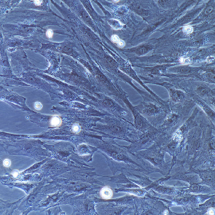 大鼠原代卵巢颗粒细胞