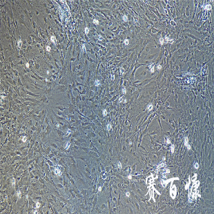 大鼠原代小胶质细胞