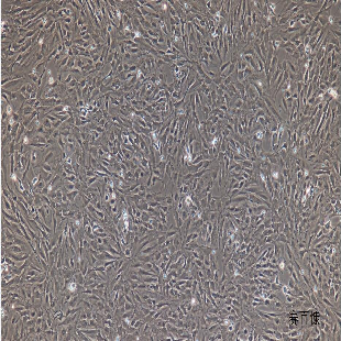 大鼠原代Ⅱ型肺泡上皮细胞
