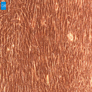 兔原代淋巴管成纤维细胞