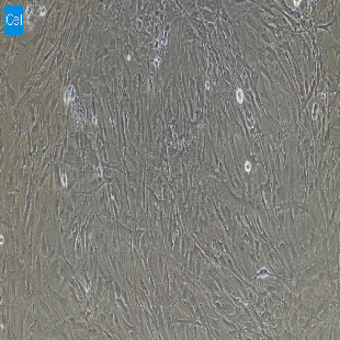 兔原代脑微血管内皮细胞