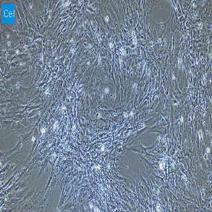 大鼠原代海绵体平滑肌细胞