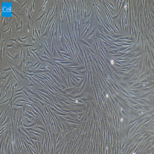 大鼠原代角膜基质细胞