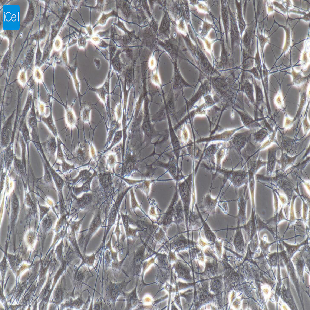 大鼠原代视网膜色素上皮细胞