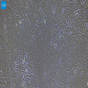 大鼠原代膀胱上皮细胞