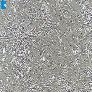 大鼠原代前列腺成纤维细胞