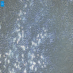 小鼠原代卵巢表面上皮细胞