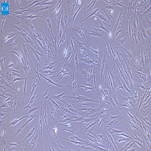 小鼠原代脉络膜成纤维细胞