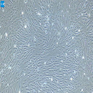 大鼠原代股动脉内皮细胞