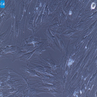 小鼠原代食管平滑肌细胞