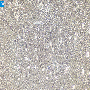 小鼠原代小肠粘膜上皮细胞