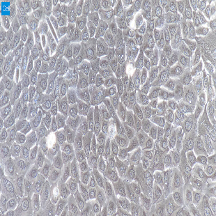 小鼠原代小肠粘膜上皮细胞