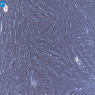 小鼠原代胃成纤维细胞