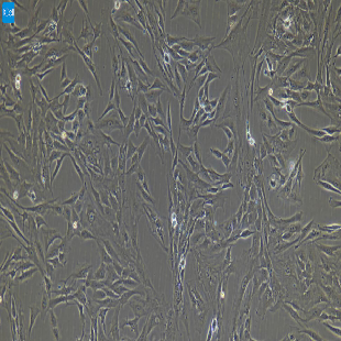小鼠原代小肠隐窝上皮细胞