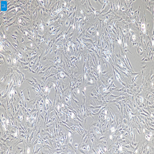 小鼠原代小肠成纤维细胞