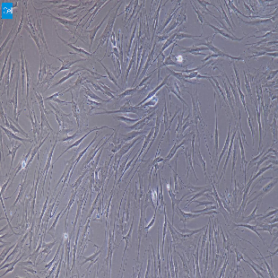 小鼠原代甲状腺成纤维细胞