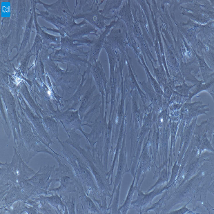小鼠原代膀胱平滑肌细胞