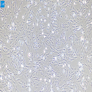 小鼠原代前列腺成纤维细胞