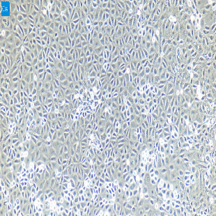 兔原代肝窦内皮细胞