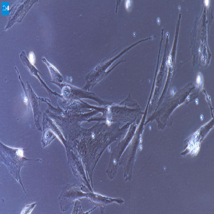 兔原代结膜成纤维细胞