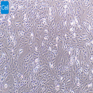 CFSC-8B 大鼠肝星形细胞