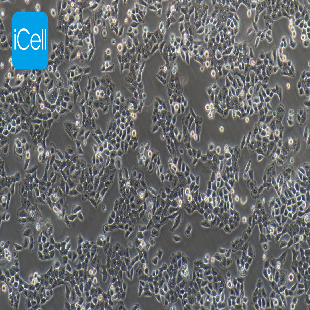 BGC-823 人胃腺癌细胞(低分化）（暂不提供）