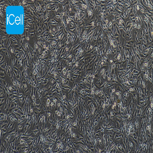 C6 大鼠脑胶质瘤细胞