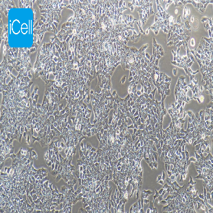 CBRH7919 大鼠肝癌细胞