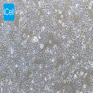 CBRH7919 大鼠肝癌细胞