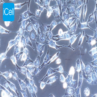 D407 人视网膜色素上皮细胞（暂不提供）