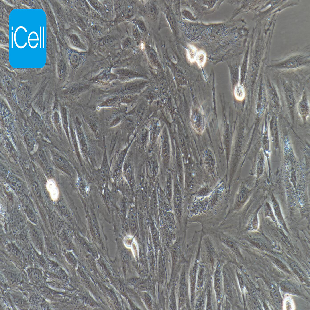 H9C2 大鼠心肌细胞