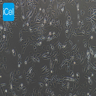 HBZY-1 大鼠肾小球系膜细胞（暂不提供）