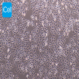 HCC-LM3 高转移人肝癌细胞