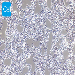 HEK-293T 人胚肾细胞