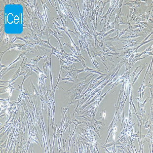 HELF 人胚肺成纤维细胞（暂不供应）