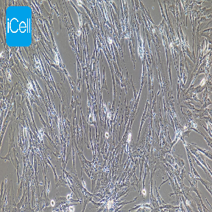 HELF 人胚肺成纤维细胞（暂不供应）