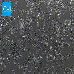 HSC-T6 大鼠肝储脂细胞