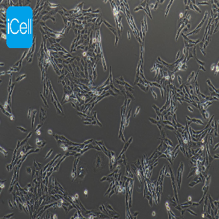 HSC-T6 大鼠肝储脂细胞