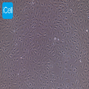IEC-18 大鼠回肠细胞