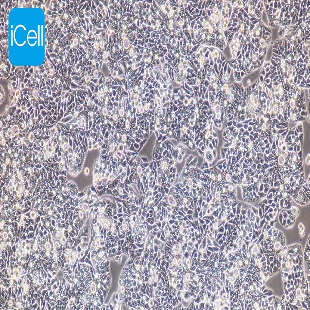 JEG-3 人绒毛膜癌细胞