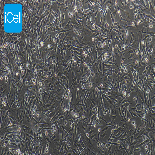 OAR-L1 绵羊肺成纤维细胞
