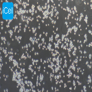 NR8383 大鼠肺泡巨噬细胞