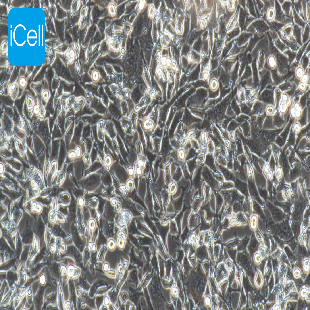 MLE-12 小鼠肺上皮细胞